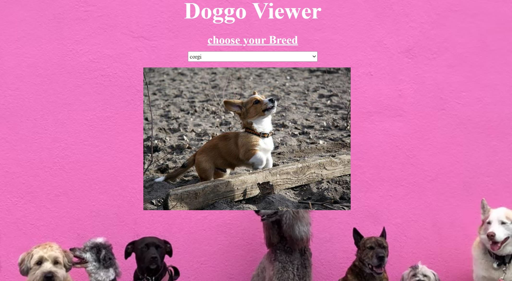 How I Build Dog Generator using HTML, CSS, JavaScript, and Dog CEO API.